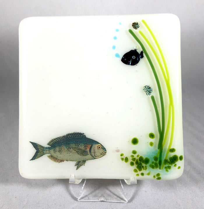 Aquarium Coaster