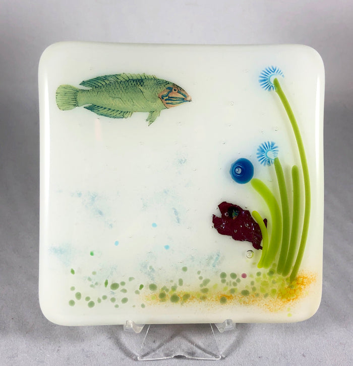 Aquarium Coaster
