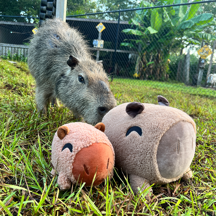 capybara