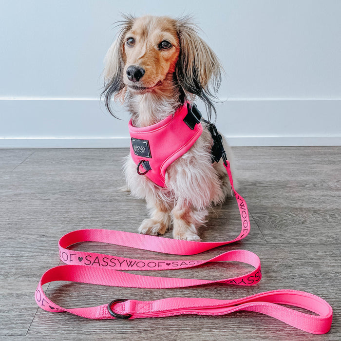 A small, long-haired dog wears the Sassy Woof Dog Two Piece Bundle - Neon Pink harness and sits on a wooden floor beside its matching leash, with a plain white wall in the background.