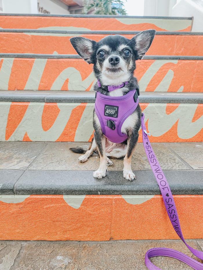 A small black and white chihuahua wears the Sassy Woof Dog Two Piece Bundle - Neon Purple, an adjustable harness and leash set with "SASSY" on the leash, while sitting on outdoor steps painted with orange and white designs.
