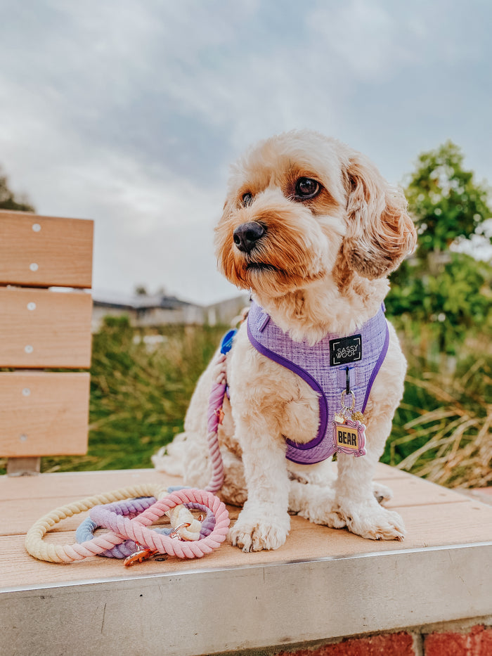 A small dog with curly fur wears a purple harness and sits on a bench. Beside it, the Sassy Woof Hands-Free Rope Leash – Caroline, featuring pastel colors, is neatly coiled. In the background, trees and grass are visible.