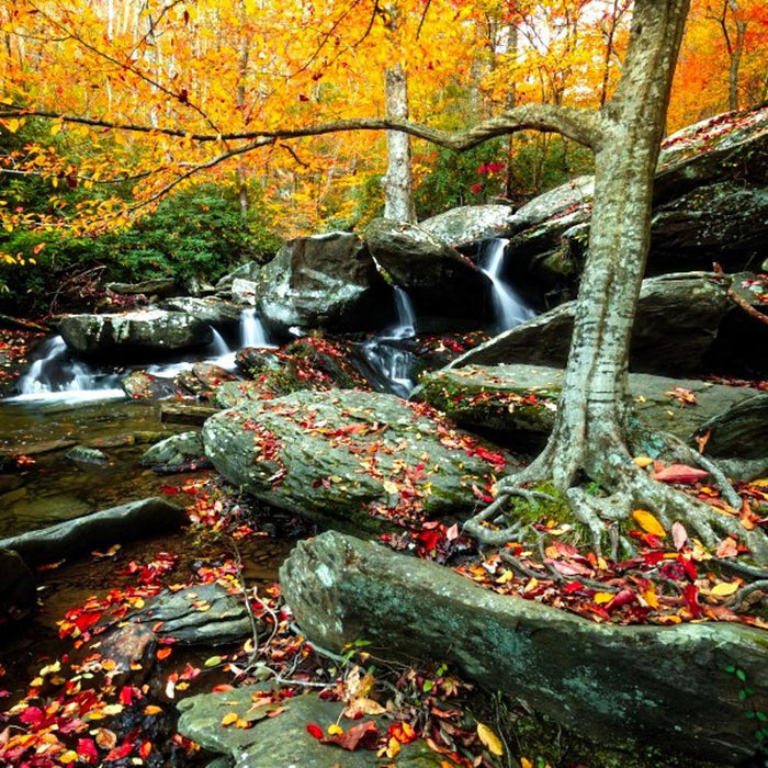 Roots - Art Prints by Jason Clemmons