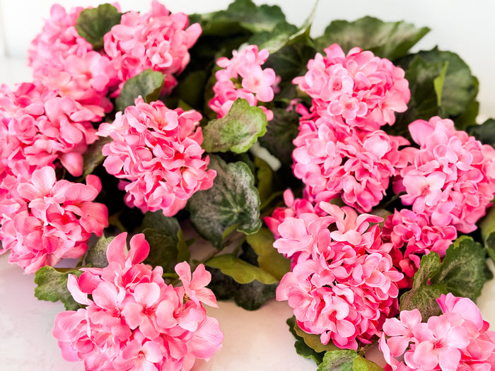 UV Geranium Plant - Hot Pink