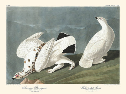 American Ptarmigan and White-tailed Grouse by John James Audubon, 1827