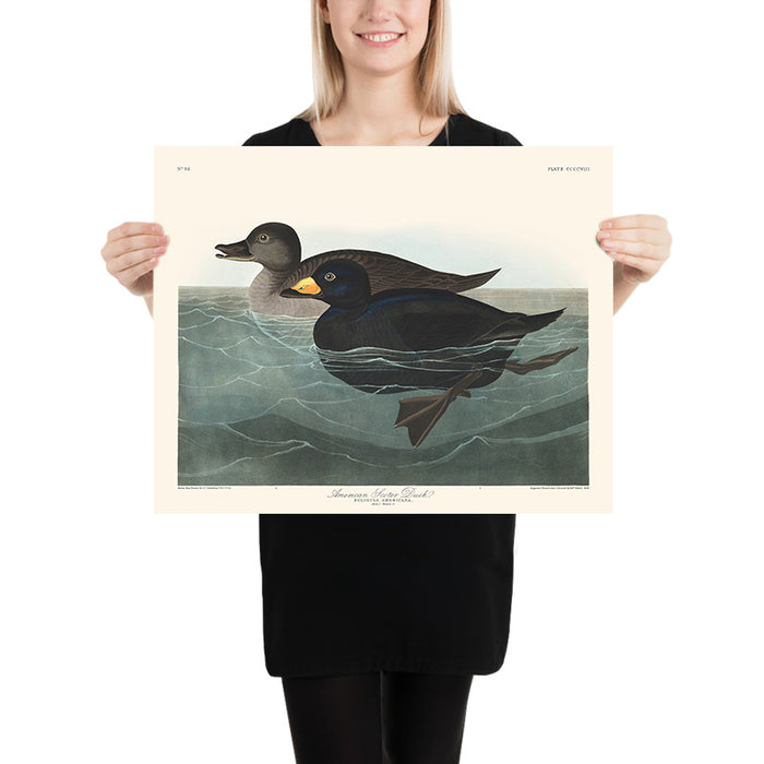 American Scoter Duck by John James Audubon, 1827