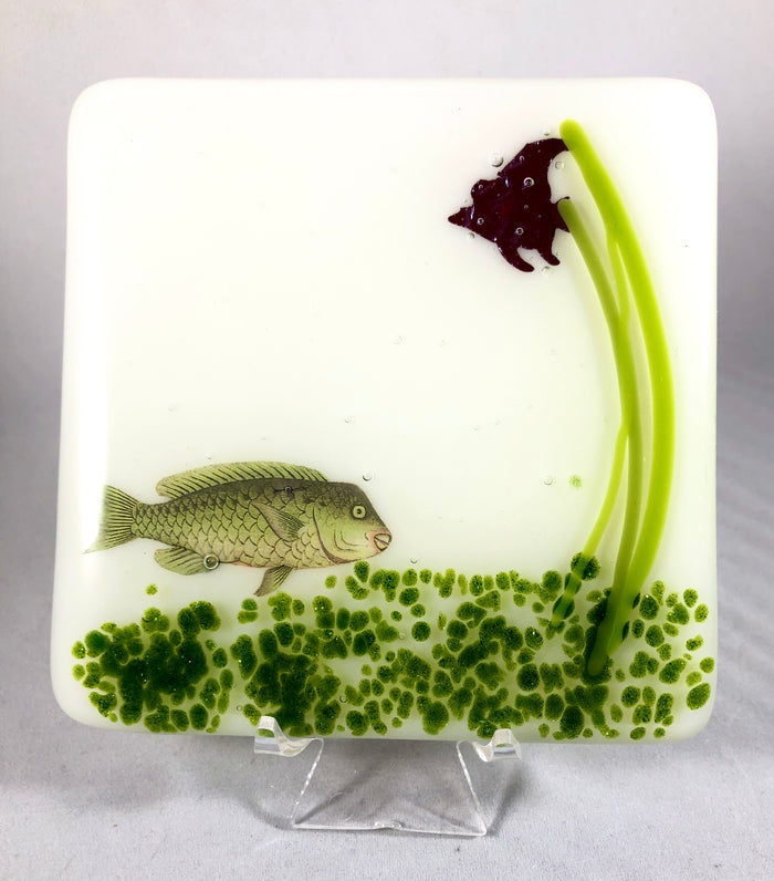 Aquarium Coaster