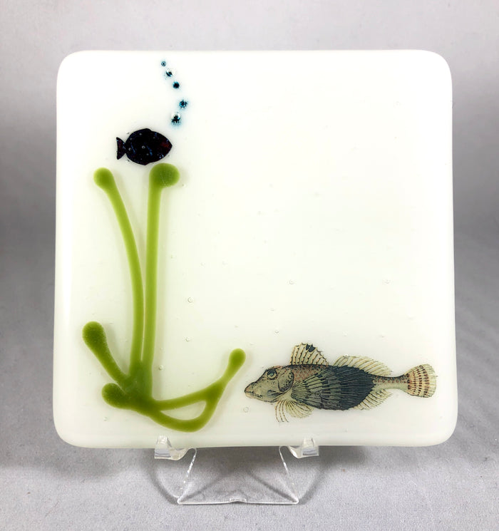 Aquarium Coaster