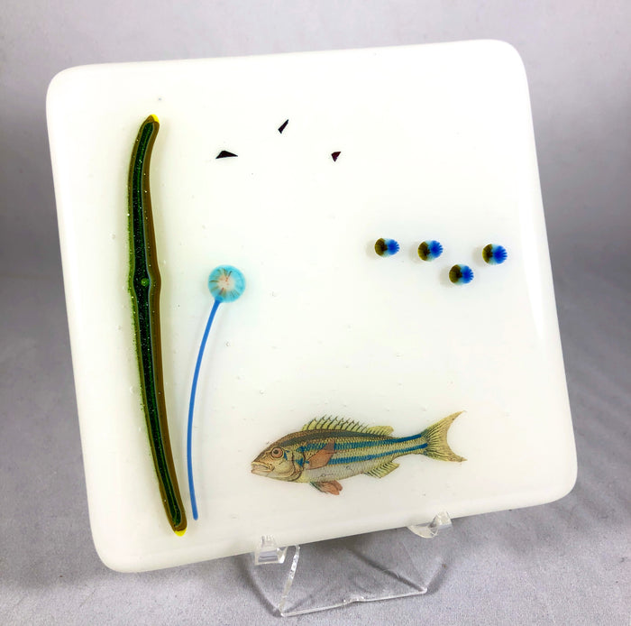 Aquarium Coaster