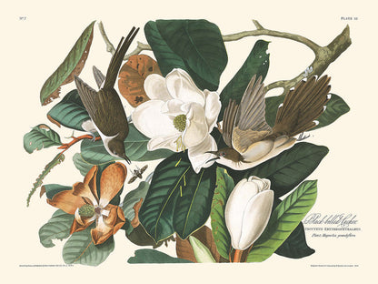 Black-billed Cuckoo by John James Audubon, 1827