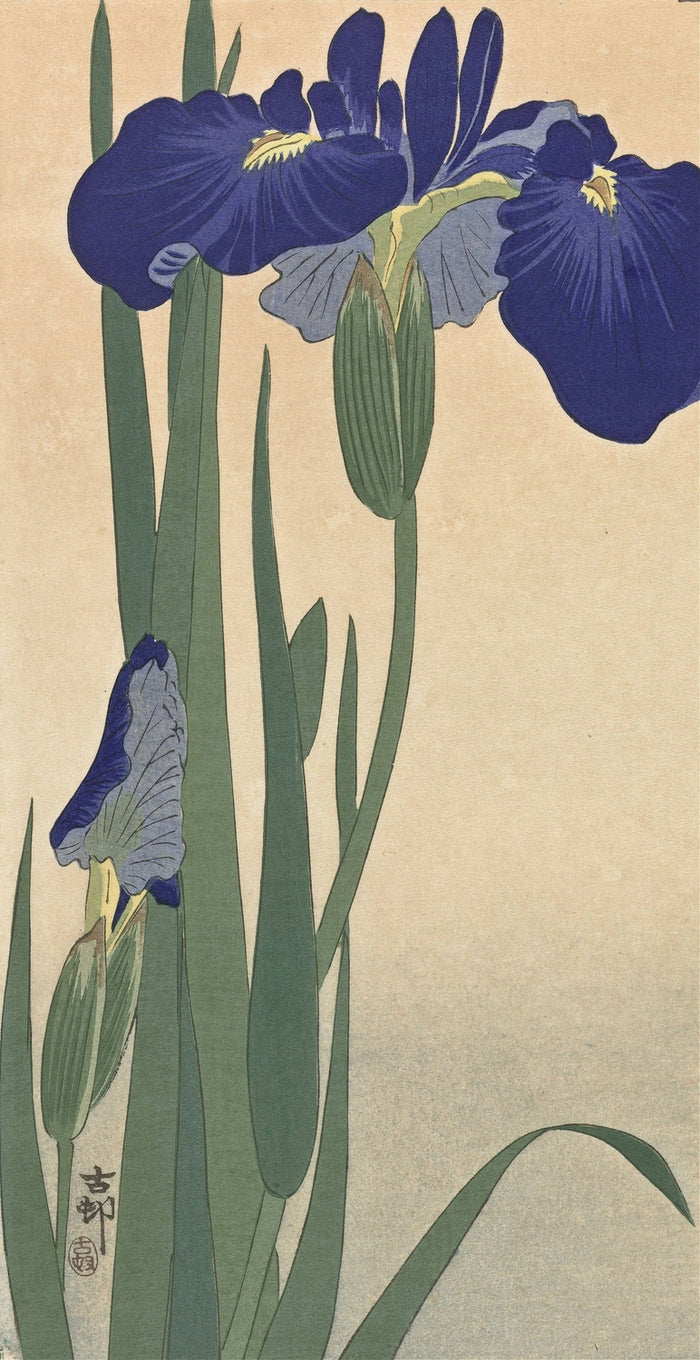 Blue Irises by Ohara Koson, 1900