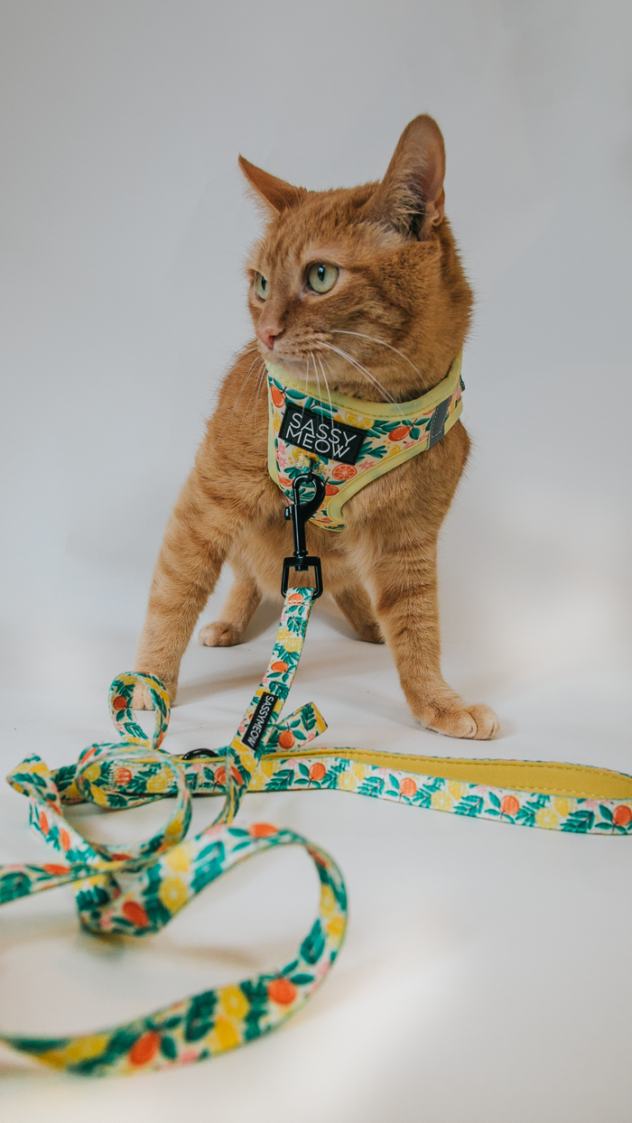 An orange tabby cat wears the Sassy Woof Cat Leash - Zest Friends, featuring a yellow harness with sturdy D-ring and a colorful floral-patterned leash, standing on a white background and looking to the side.