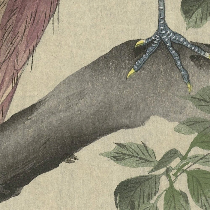 Copper Pheasant by Ohara Koson, 1900