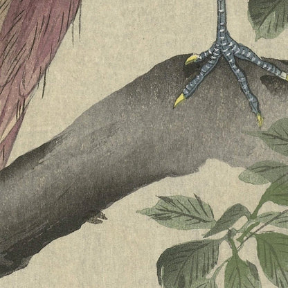 Copper Pheasant by Ohara Koson, 1900
