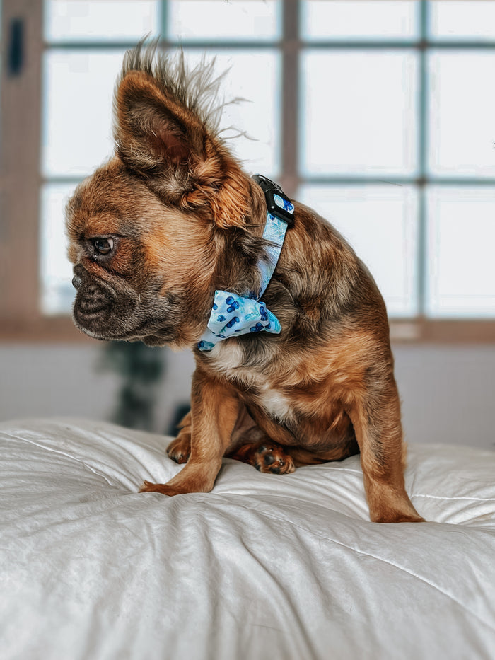 A small brown dog wearing the Sassy Woof Dog Collar - Berry Sassy and a blue patterned bow tie sits on a white blanket by a sunlit window, looking to the side with one ear raised.