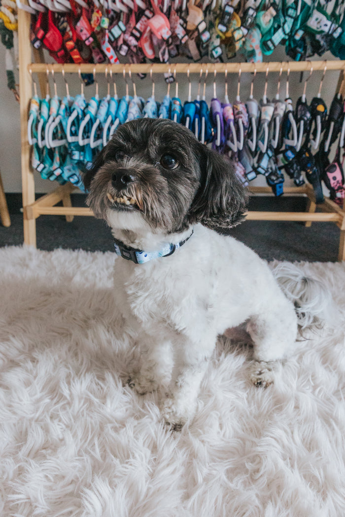 A small black and white dog sits on a fluffy white rug, wearing the Sassy Woof Dog Collar - Berry Sassy with a sturdy D-ring. Behind the dog, colorful pet collars and harnesses are neatly displayed on a wooden rack.