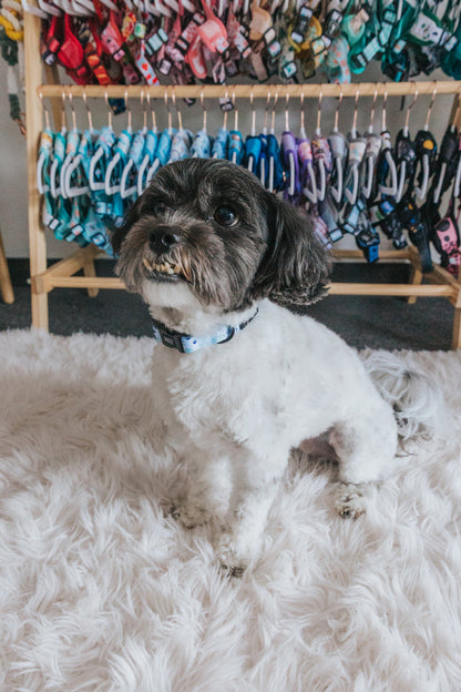 A small black and white dog sits on a fluffy white rug, wearing the Sassy Woof Dog Collar - Berry Sassy with a sturdy D-ring. Behind the dog, colorful pet collars and harnesses are neatly displayed on a wooden rack.