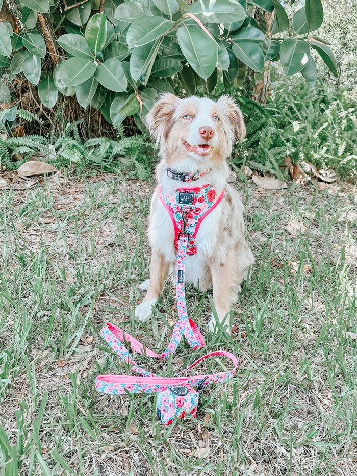 A fluffy dog with light brown, white, and tan fur sits on grass wearing the Sassy Woof Dog Collar - Floral Frenzy. The pup is in front of large green leaves, looking alert and happy.