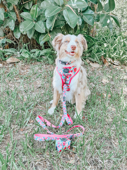 A fluffy dog with light brown, white, and tan fur sits on grass wearing the Sassy Woof Dog Collar - Floral Frenzy. The pup is in front of large green leaves, looking alert and happy.