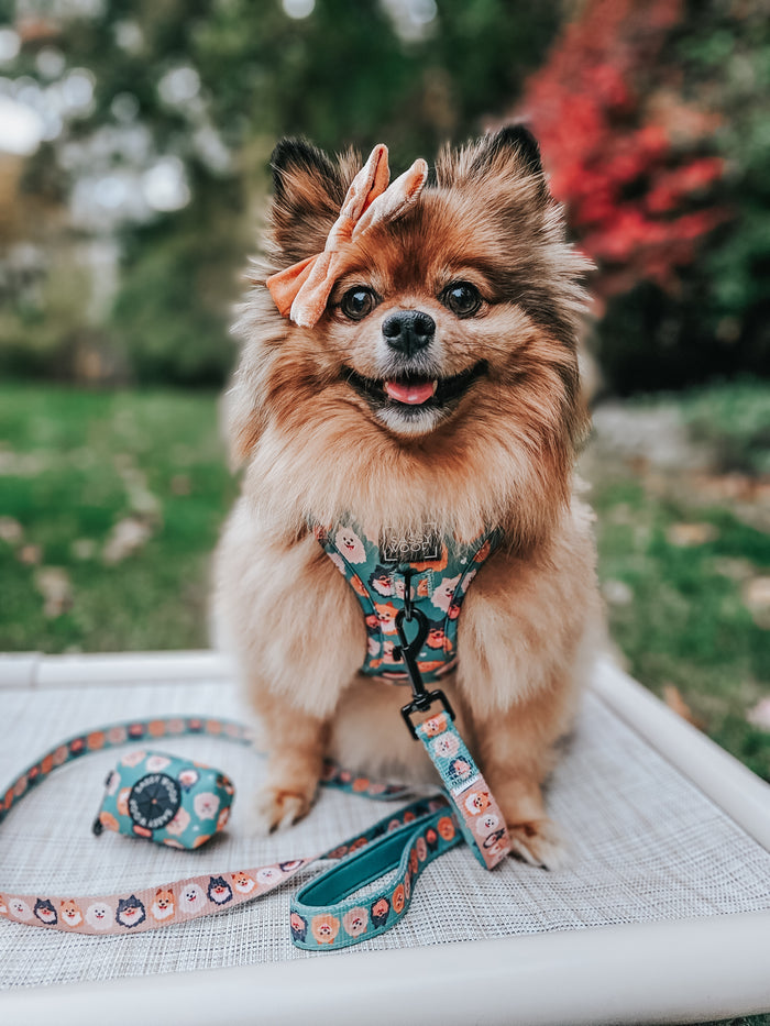 INFLUENCER_CONTENT | @BELLA.BEAR.POM | SIZE M