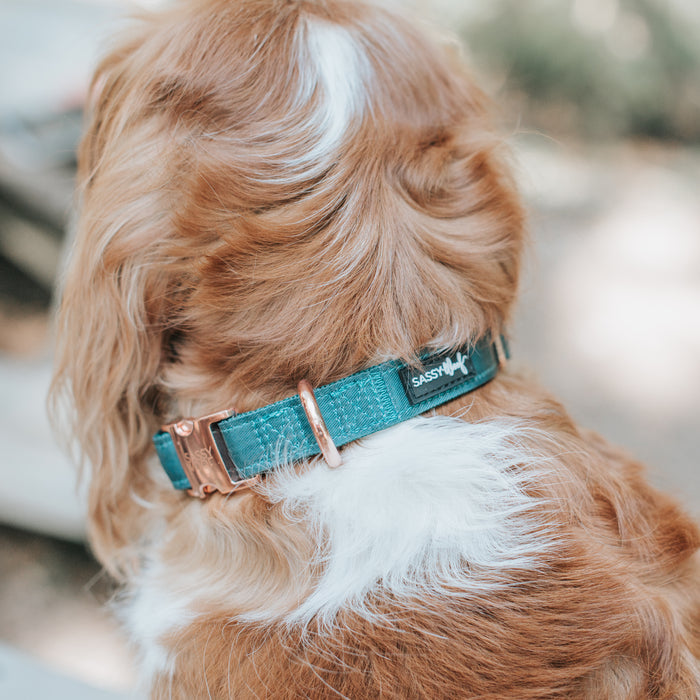 A brown and white dog wearing the Sassy Woof Dog Collar Three Piece Bundle - Forest, featuring a teal collar with a gold buckle and a tag that says SASSY, stands facing away from the camera.