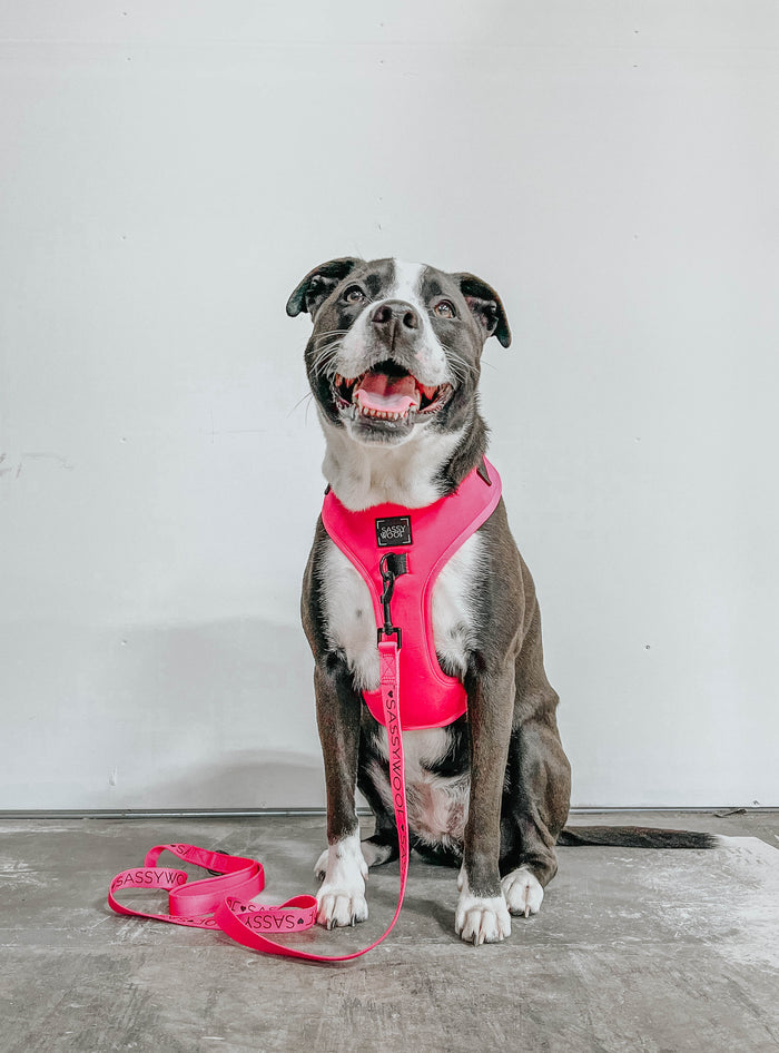 A happy black and white dog sits on a concrete floor, wearing the Sassy Woof Dog Two Piece Bundle in Neon Pink. The smiling pup looks up with its mouth open against a plain white background.