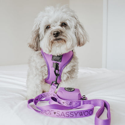 A small fluffy dog with light gray and white fur sits on a white bed, wearing the Sassy Woof Dog Two Piece Bundle - Neon Purple, which includes an adjustable harness and matching leash for comfort and style as your pup grows.