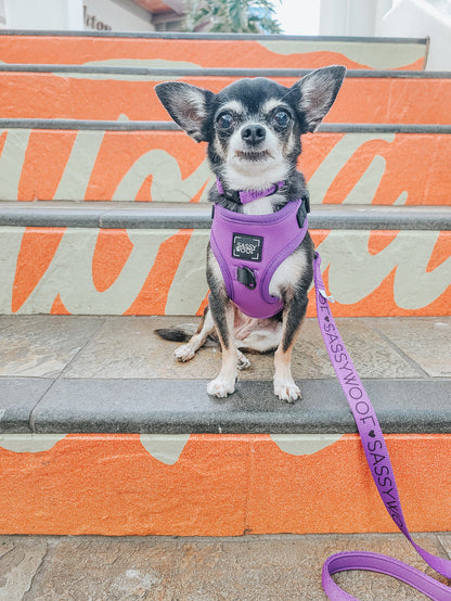 A small black and white chihuahua wears the Sassy Woof Dog Two Piece Bundle - Neon Purple, an adjustable harness and leash set with "SASSY" on the leash, while sitting on outdoor steps painted with orange and white designs.