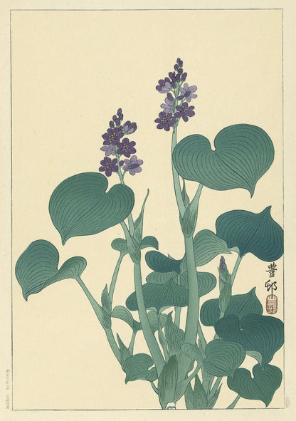 Flowering Hosta by Ohara Koson, 1900