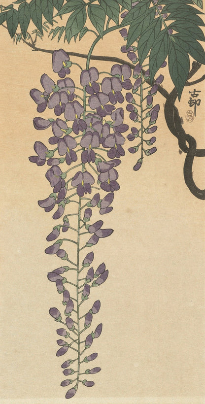 Flowering Wisteria by Ohara Koson, 1877
