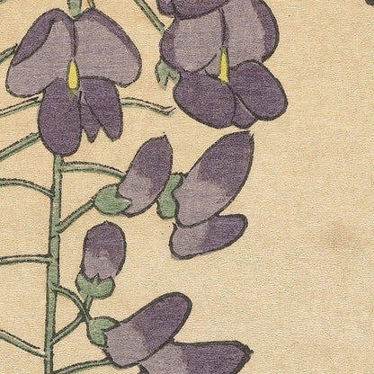 Flowering Wisteria by Ohara Koson, 1877