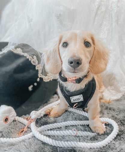 A light brown dachshund puppy wearing a black harness sits on a gray rug next to the Sassy Woof Hands-Free Rope Leash - Dove and a black hat with lace trim. White fabric drapes in the background.