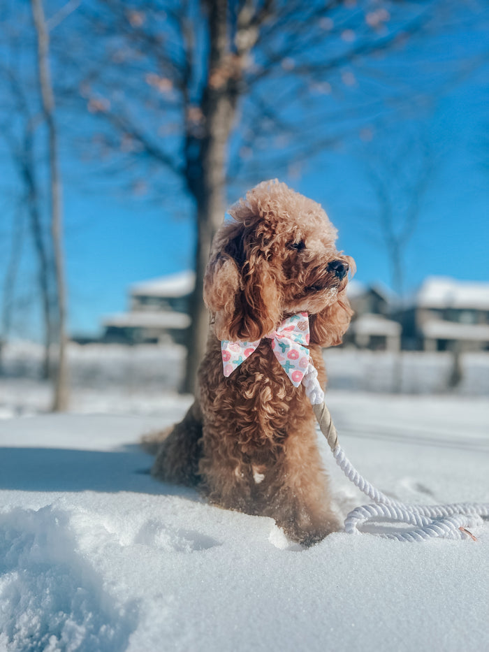 A curly-haired brown dog sitting in the snow holds a white rope toy that matches its Sassy Woof Hands-Free Rope Leash in Dove, while houses and trees blur in the wintry background.