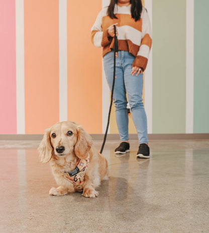 A small tan dog sits on a shiny floor, wearing the Sassy Woof Hands-Free Rope Leash in Noir, with a person standing behind and a pastel striped wall in the background.