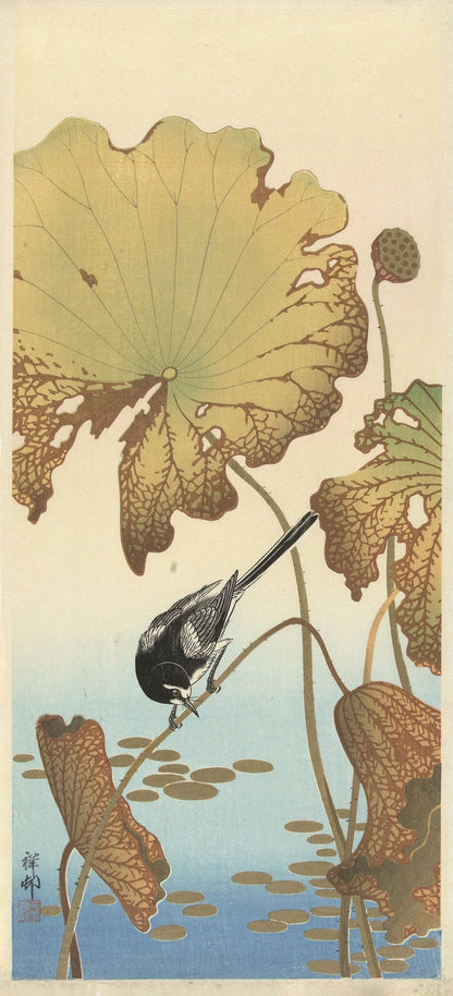 Japanese Wagtail on Lotus Plant by Ohara Koson, 1925