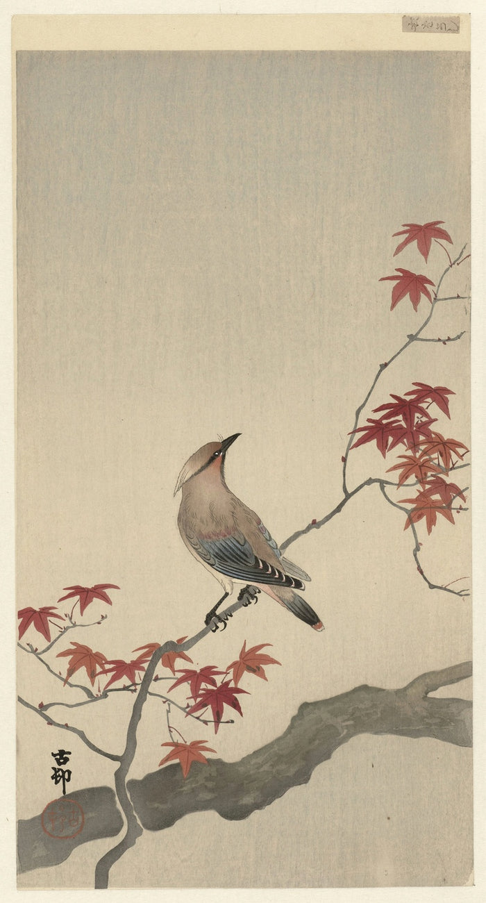 Japanese Waxwing on Maple by Ohara Koson, 1900