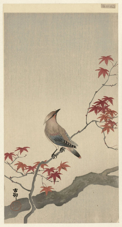 Japanese Waxwing on Maple by Ohara Koson, 1900