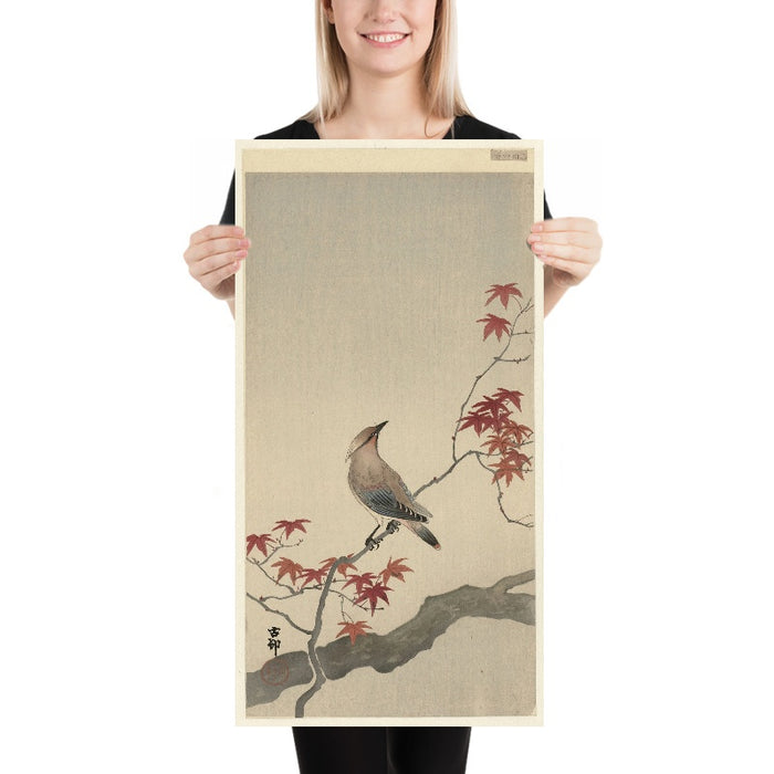 Japanese Waxwing on Maple by Ohara Koson, 1900