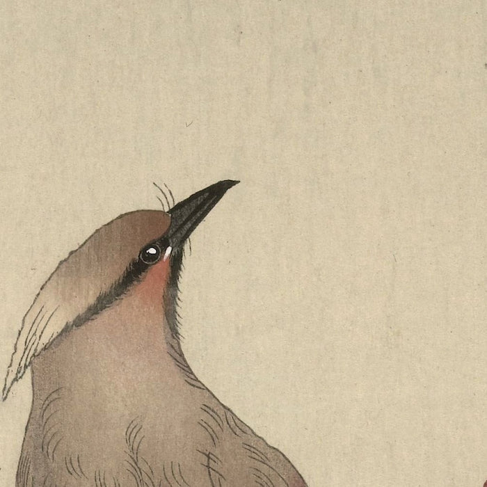 Japanese Waxwing on Maple by Ohara Koson, 1900