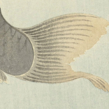 Jumping Carp by Ohara Koson, 1900