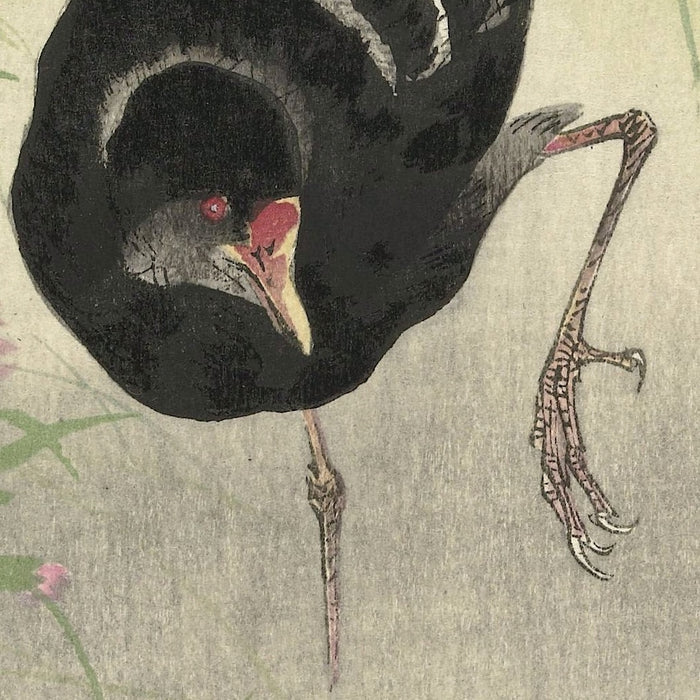 Moorhen at Flowering Plant by Ohara Koson, 1900