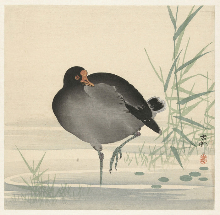 Moorhen II by Ohara Koson, 1900