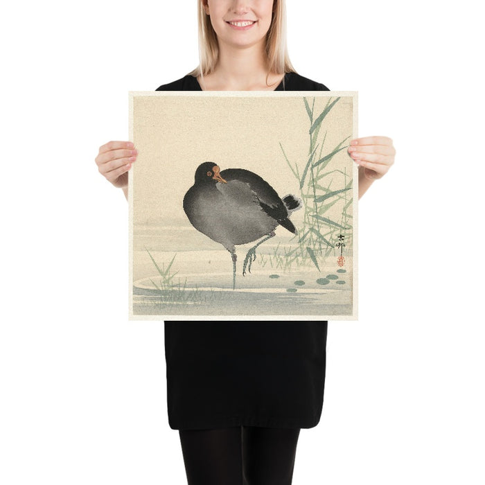 Moorhen II by Ohara Koson, 1900