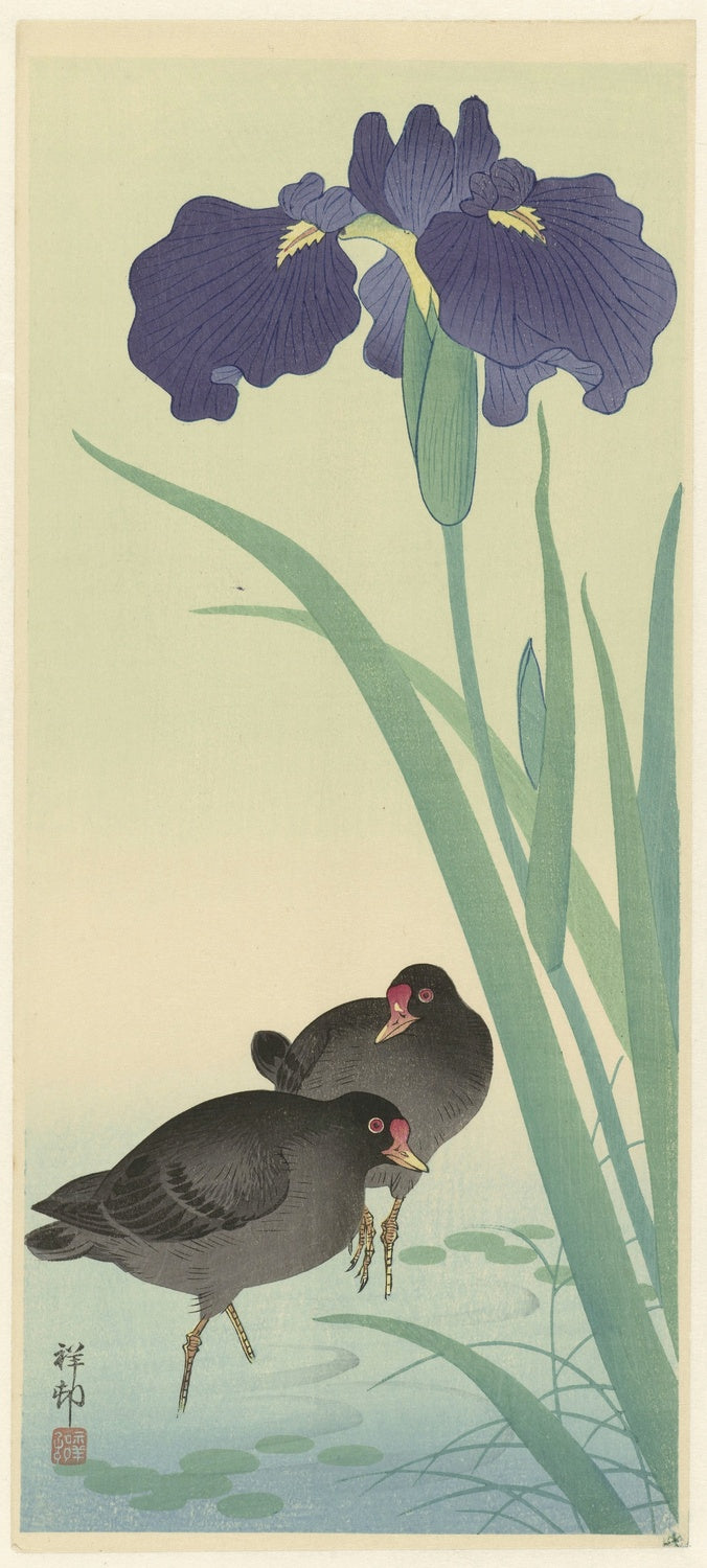 Moorhens and Iris by Ohara Koson, 1925