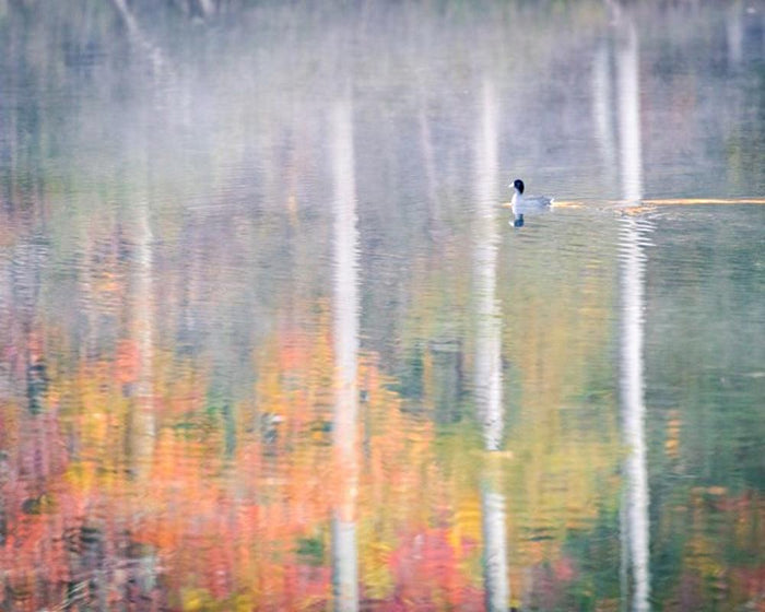 Morning Swim - Art Prints by Jason Clemmons