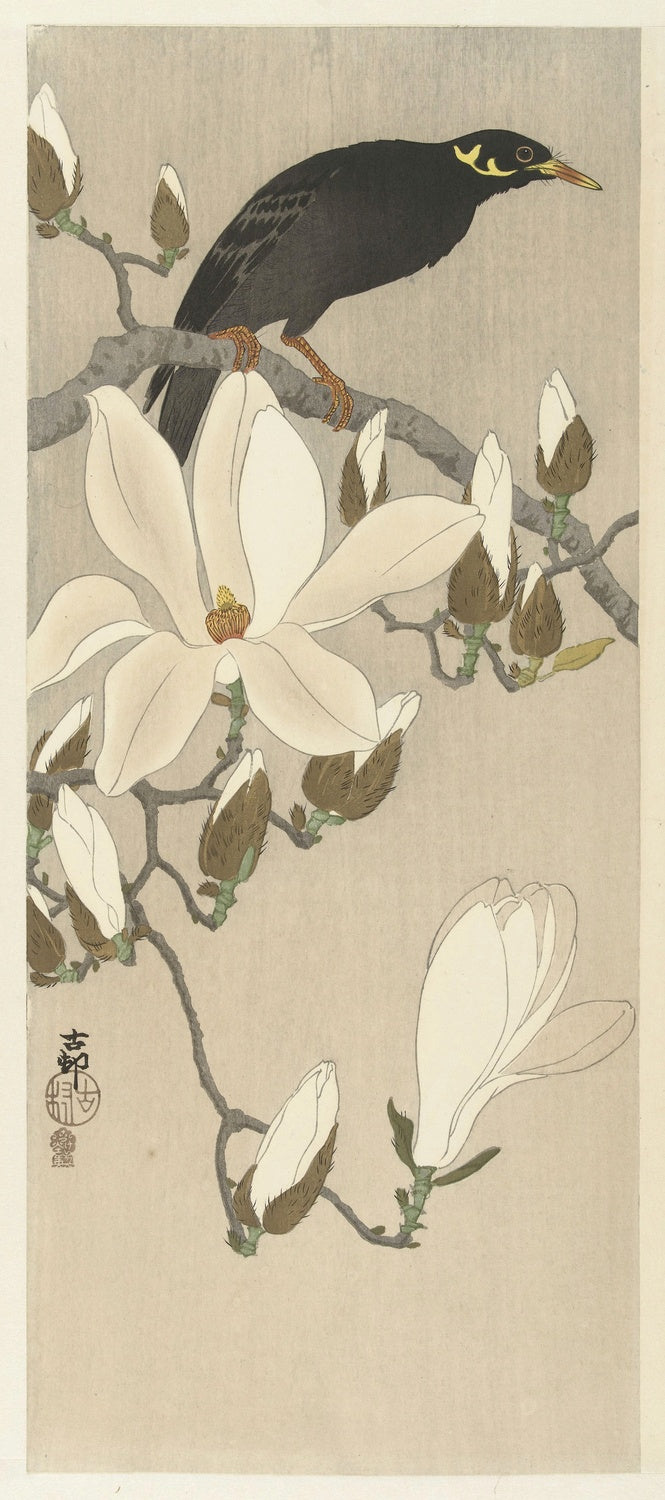 Myna on Magnolia Branch by Ohara Koson, 1900