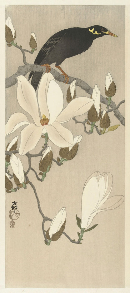 Myna on Magnolia Branch by Ohara Koson, 1900
