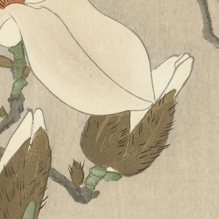 Myna on Magnolia Branch by Ohara Koson, 1900