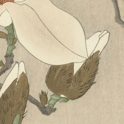 Myna on Magnolia Branch by Ohara Koson, 1900