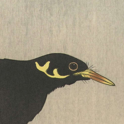 Myna on Magnolia Branch by Ohara Koson, 1900